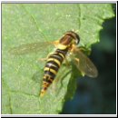 Sphaerophoria cf scripta - Gemeine Stiftschwebfliege w01.jpg